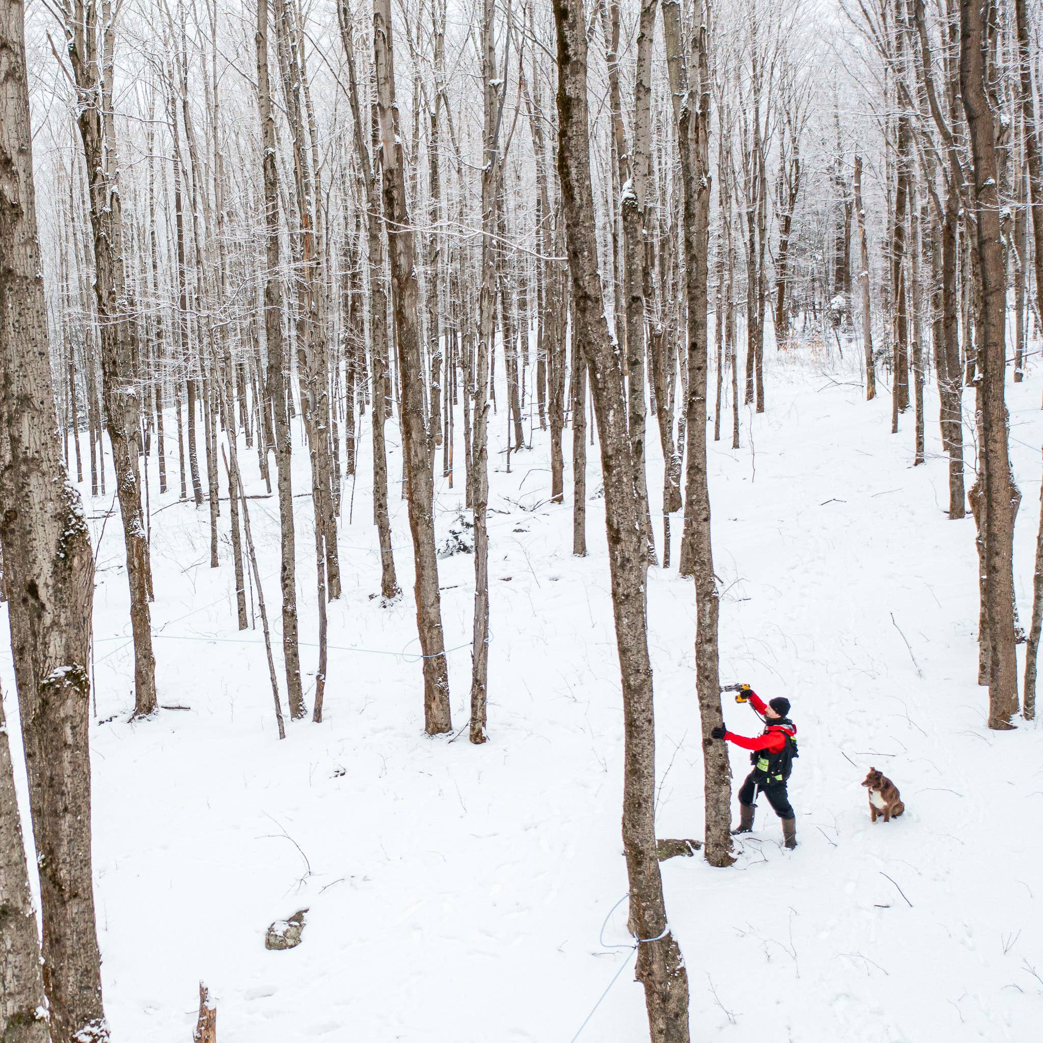 Organic Dark Maple Syrup