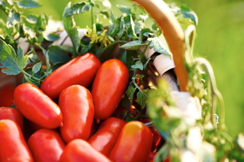 Whole San Marzano DOP Tomatoes by Italianavera