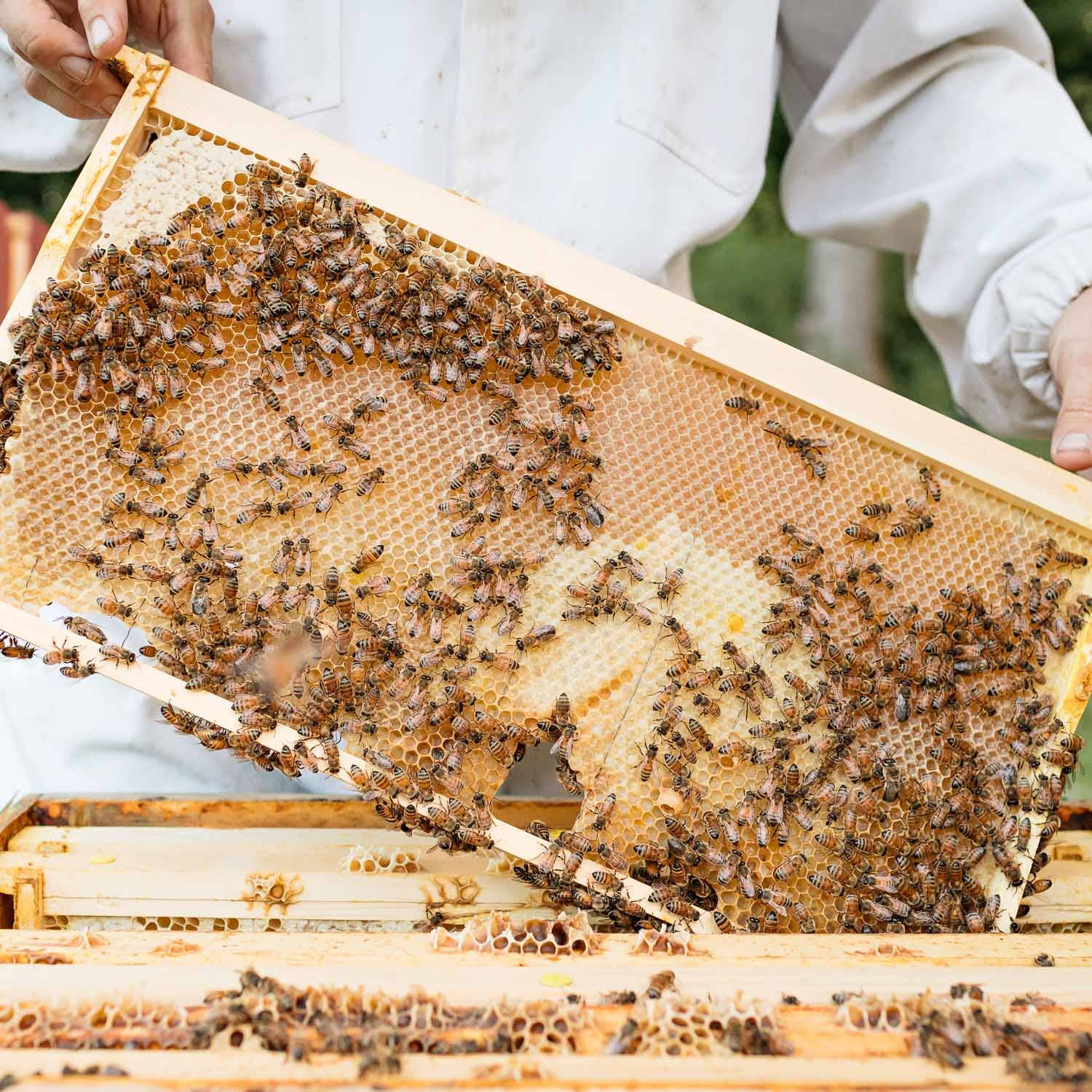 Vermont Raw Honey